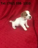 Falkeh jack russell terrier puppies