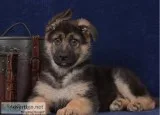   german-shepherd-pupp y