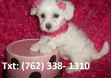Nywpo maltese puppies 