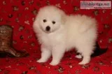    american eskimo dog pupps