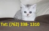 Rhanced munchkin kittens