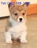 Nwldp pembroke welsh corgi puppies