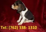 Cbeuwg beagle puppies 