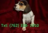 Vawouf beagle puppies 