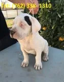 Jmsakg dogo argentino puppies 