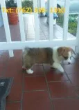 Vwnoak pembroke welsh corgi puppies