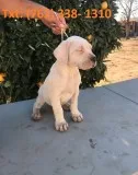 Tiwlkah dogo argentino puppies