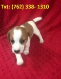 Zmwoig jack russell terrier puppies 