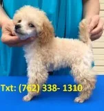 Lwpfd toy poodle puppies 