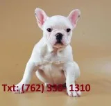 Dalqwk french bulldog puppies 