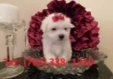 Bakfh maltese puppies 
