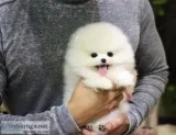 Jxvcbvvc male and female pomeranian pups