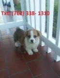 Jwodh pembroke welsh corgi puppies