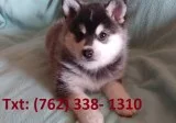 Vkeuh alaskan klee kai puppies 