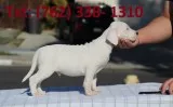 Trwuadm dogo argentino puppies