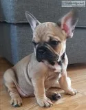 Muffin lovely fawn sable girl