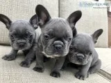  beautiful solid blue french bulldog pup