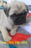 Ydkdhel pug puppies 