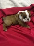 Best english bulldog puppies for sale