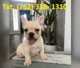 Bgakwi french bulldog puppies