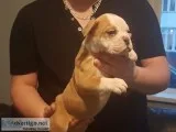 Ready to go english bulldog puppies