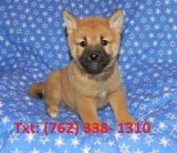 Dhef shiba inu puppies