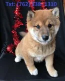 Wbfkuj shiba inu puppies