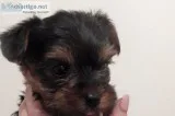 Yorkshire terrier puppies forever homes