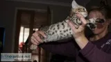 Bengal kittens litter full blood