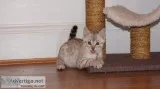 Pedigree bengal lovely kittens