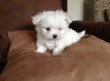 Registered maltese puppies for re-homi