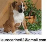 Cute males and female boxer puppies