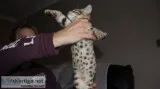 Stunning male & female bengal kittens