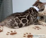 Our true bengals bob is available