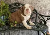English bulldog puppies for sale