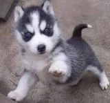 Blue eyes siberian husky puppies for reh