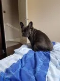 Blue french male for a lovely home