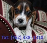 Lwkay beagle puppies