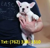 Fqoid french bulldog puppies