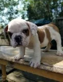 Bulky english bulldog puppies for sale