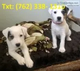 Sfwlah jack russels terrier puppies