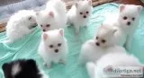 Pomeranian puppies for sale