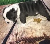 Beautiful akc english bulldog puppies 