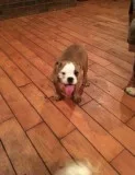 Sweet litter bulldog puppies for sale