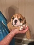 English bulldog puppies 