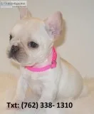 Rjsjel french bulldog puppies