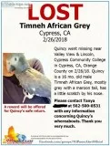 Lost africa grey timneh