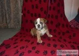 Charming english bulldog puppies 