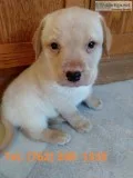 Pdigree labrador retriever puppies