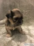 Stunning, akc registered ready 